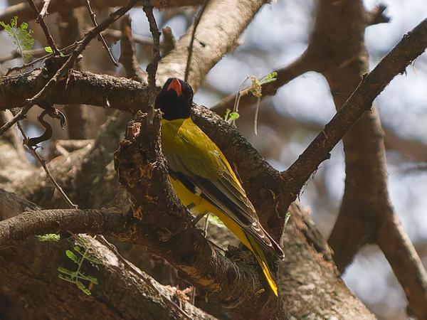 <h3><a href="/trips/tanzania/biota/animalia/chordata/aves/040 passeriformes/050 oriolidae/oriolus larvatus/oriolus larvatus-nl.html">Oriolus&nbsp;larvatus</a> / Black‑headed&nbsp;oriole / Maskerwielewaal</h3>OM-1 Mark II met OLYMPUS M.150-400mm F4.5, 1/2000 sec  bij F4.5, ISO 1600, afstand 31.0&nbsp;m